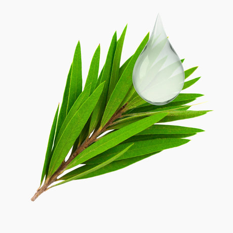 Tea Tree Melaleuca Alternifolia Leaf With Water Droplet On Top On White Background | Brightpack Raw Materials